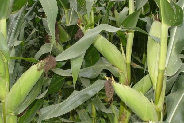 美锋77玉米品种的特性，生育期105天左右
