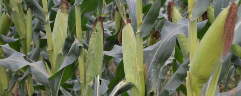 达育166玉米品种的特性，适宜密度为4500株/亩左右