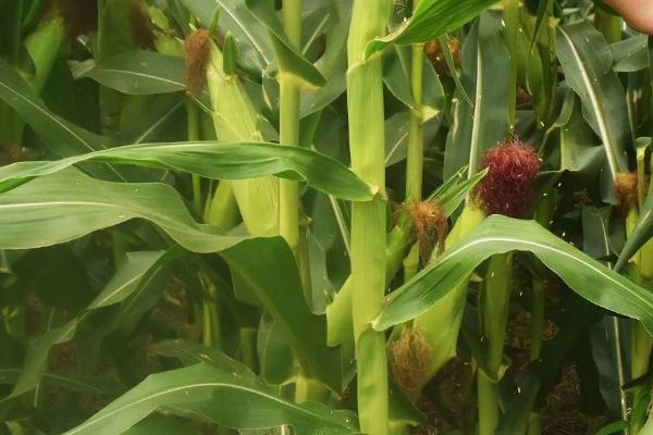 德泰玉2号玉米种子介绍，大喇叭口期注意防治玉米螟