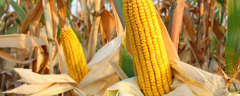 嘉科26玉米种子特征特性，适宜密度为4500株/亩左右