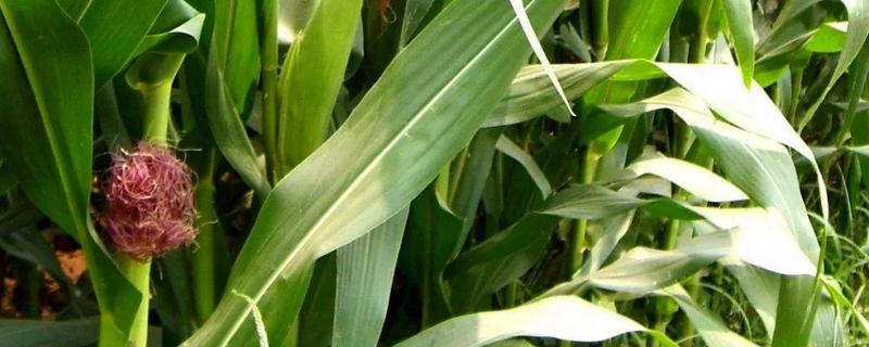 裕粮玉978玉米种子特点，适宜播期为6月上中旬