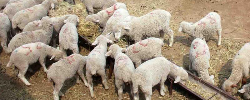羊配种需要多久，需要5秒-5分钟不等