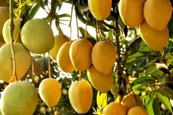 芒果低产的原因，可能是不良天气或营养不足造成的