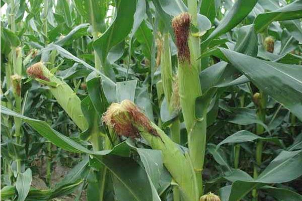 富中2018玉米种子介绍，适宜播期为6月25日前