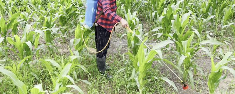 玉米田除草剂苞卫使用方法，适合在20℃左右的温度下使用