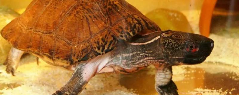 眼斑龟能深水养吗，冬季不适合深水养殖
