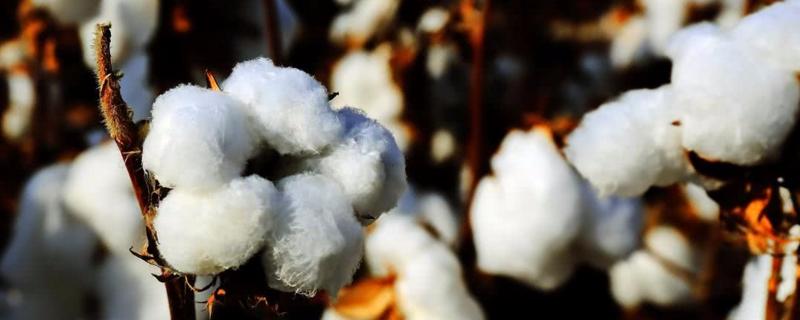 GB826棉花品种简介，每亩用水量50千克