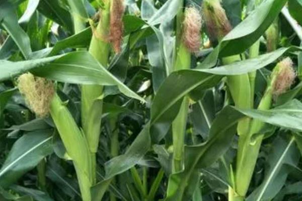 桂农815玉米品种简介，注意防治病虫害