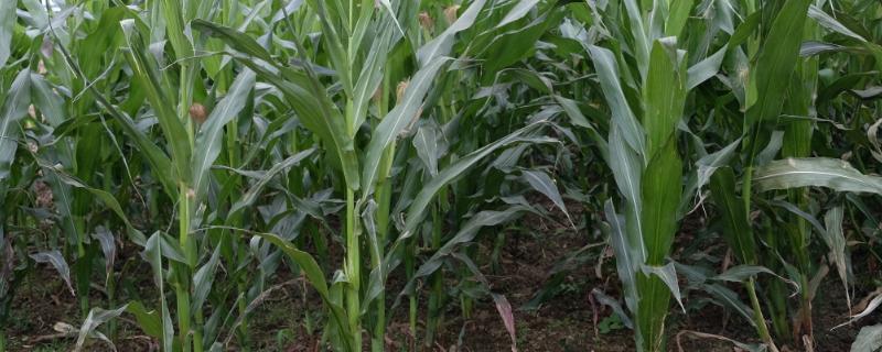 品甜糯3号玉米品种简介，注意防涝抗旱及病虫防治