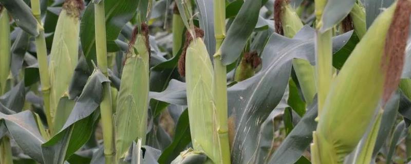 桂甜570玉米种子简介，注意防涝抗旱及病虫防治