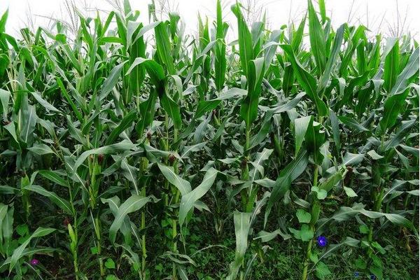 桂甜618玉米品种的特性，选择土壤肥力中等以上