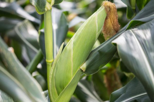 陇甜55玉米品种的特性，注意防涝抗旱及病虫防治