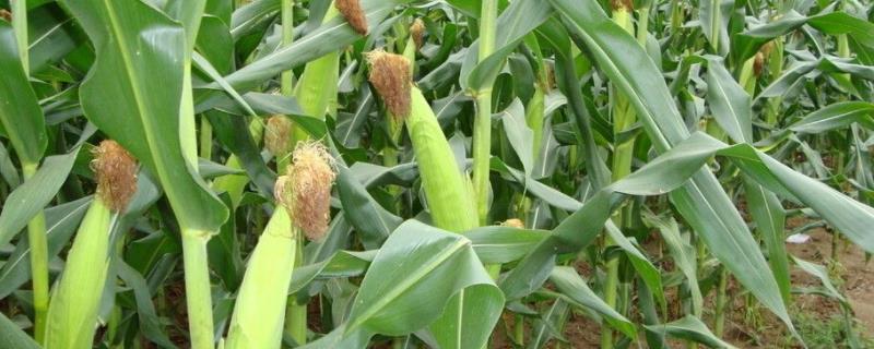 陇甜55玉米品种的特性，注意防涝抗旱及病虫防治