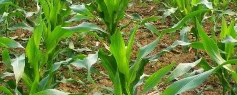 桂科玉5号玉米种子特点，生育期春季平均110天