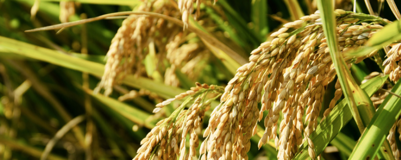 蓉3优918水稻品种简介，每亩大田用种量1～1.5千克