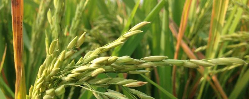 冈8优316水稻品种的特性，全生育期早稻128.4天