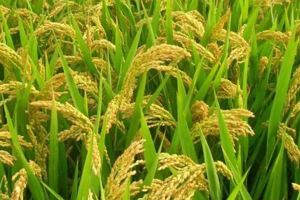 阑香463水稻种子特征特性，全生育期早稻122.6天