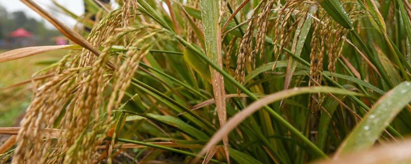 又香优雅丝香水稻种子特征特性，每亩施纯氮14～15千克