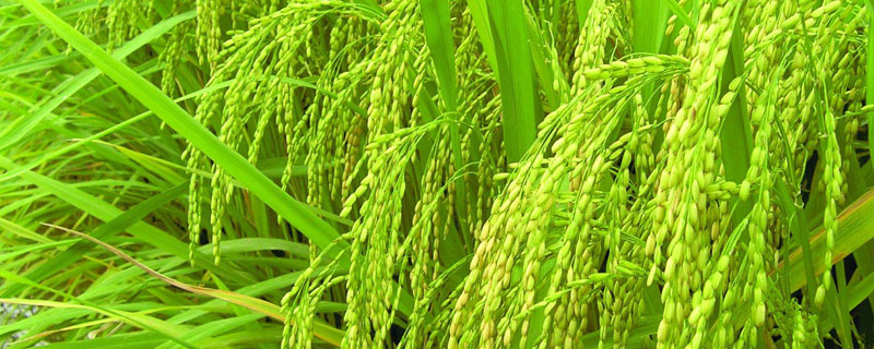 高峰优1号水稻种子简介，每亩大田秧盘45～50只