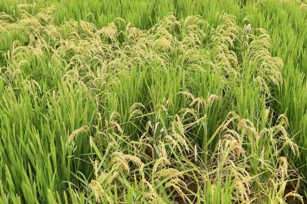 桂锦丝苗水稻种子特征特性，该品种属多穗小粒型品种