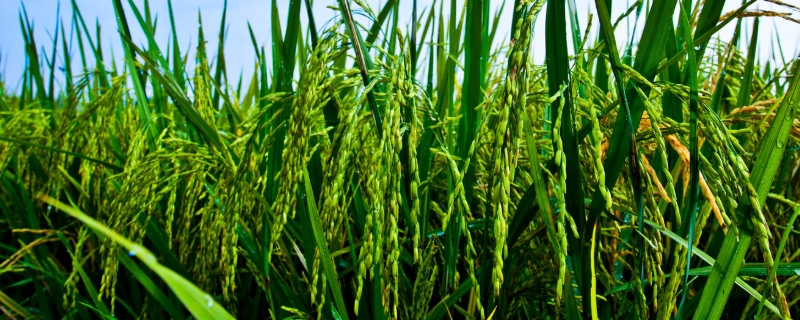 昌两优9号水稻种子特点，中稻5月初播种
