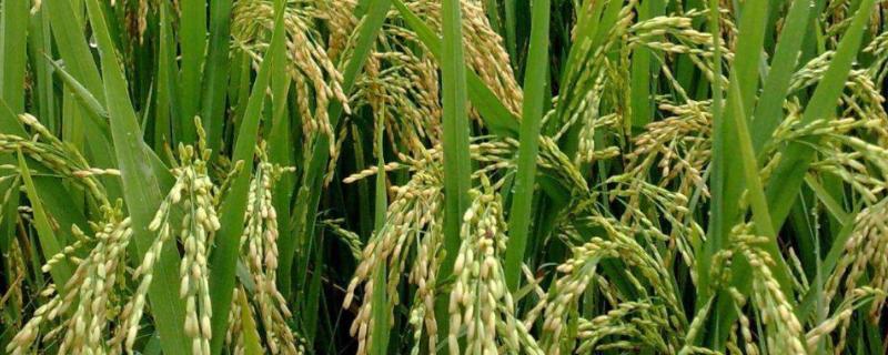 C两优新华粘水稻品种的特性，全生育期早稻123.7天