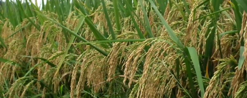 更香优糖丝水稻种子特征特性，全生育期135.7天