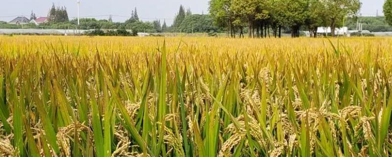 华浙优1561水稻种子简介，籼型三系杂交水稻品种