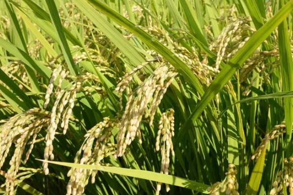 C两优新华粘水稻品种的特性，全生育期早稻123.7天