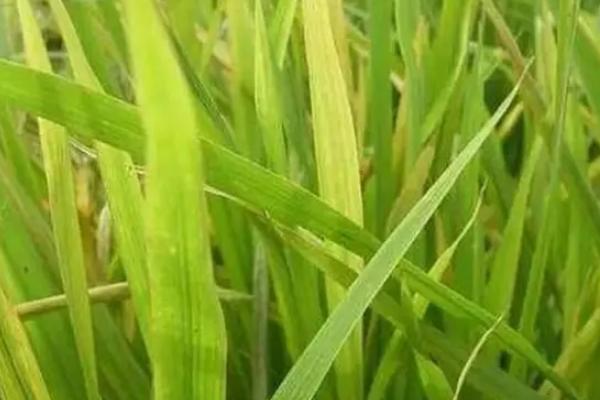 更香优星星丝苗水稻种简介，全生育期135.2天