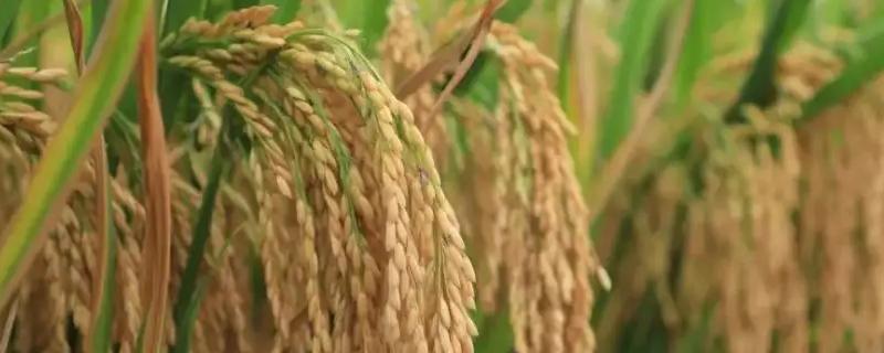 软华优6100水稻种子简介，全生育期早稻120.7天