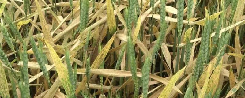 冬小麦病虫害时期，锈病在小麦幼苗期较为常见