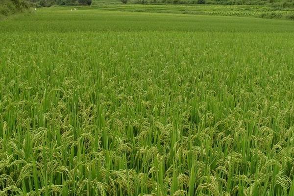 迪优1168水稻种简介，每亩有效穗数20.0万