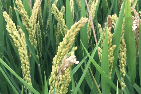 巡两优92水稻品种的特性，早稻3月中旬播种