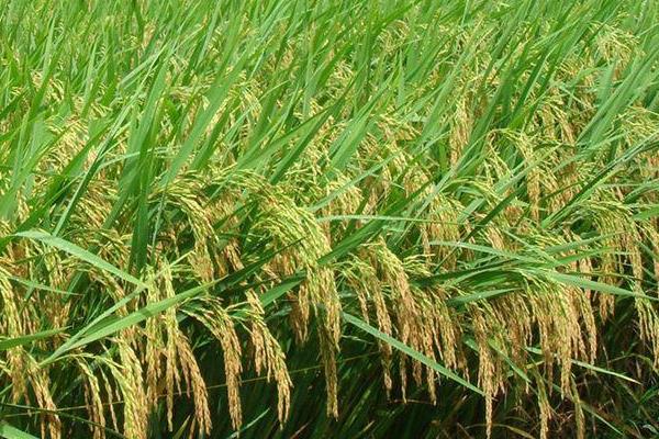 迪优1168水稻种简介，每亩有效穗数20.0万
