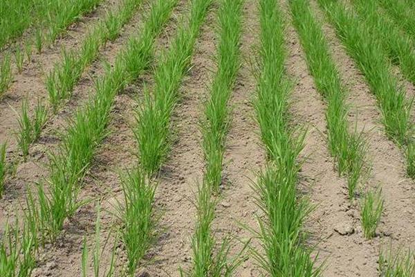 更香优12水稻种子特征特性，每亩有效穗数19.2万