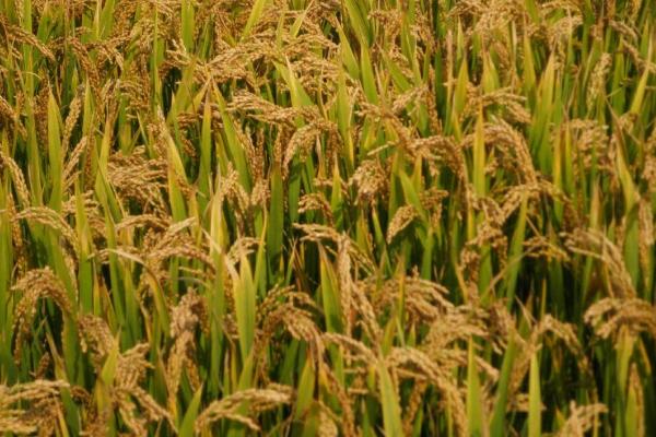 特优776水稻种简介，秧田亩播种量15公斤