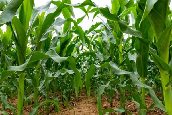 陵单6号玉米品种简介，亩植密度3000株左右