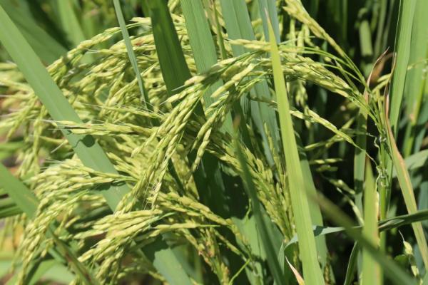 西大8优727水稻种子介绍，该品种属中籼迟熟三系杂交水稻