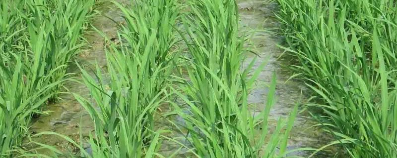 神农优446水稻种子特点，全生育期145～168天