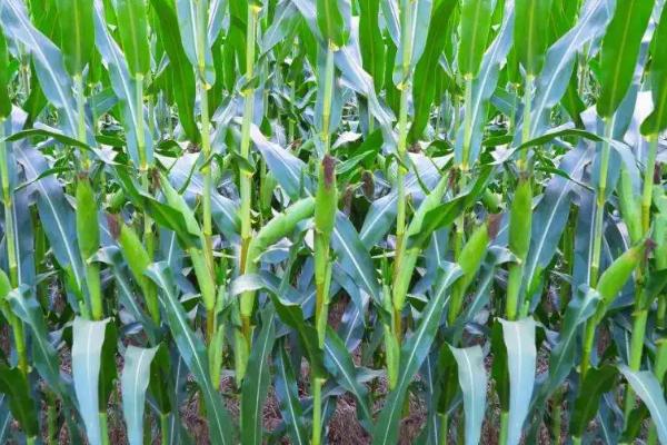 正兴6号玉米品种简介，中抗大斑病和茎腐病