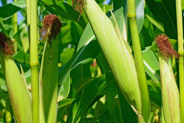 比玉311玉米种子特征特性，春播平均生育期117.4天