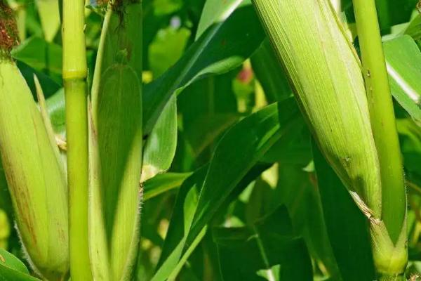 正兴6号玉米品种简介，中抗大斑病和茎腐病