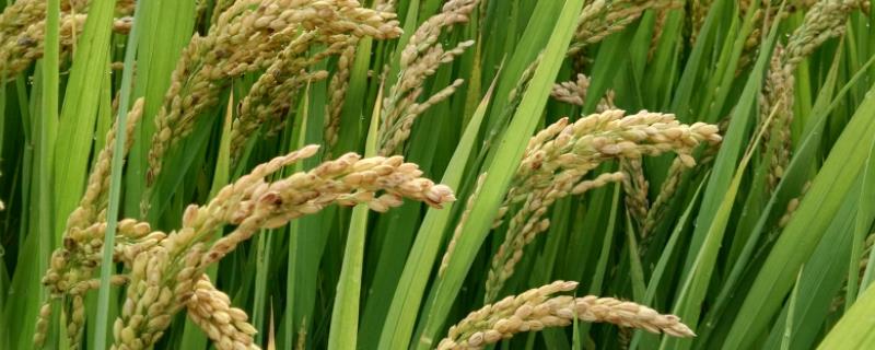 花香优2145水稻品种简介，综合防治病虫害