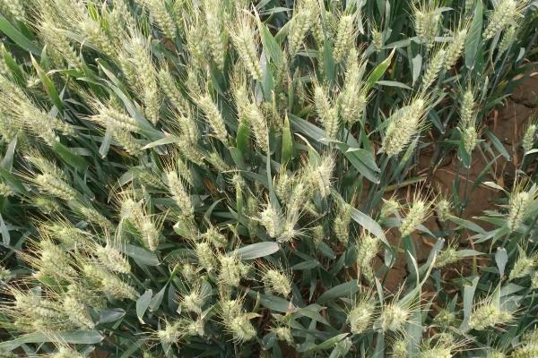 绵麦827小麦种子介绍，平均全生育期176.0天