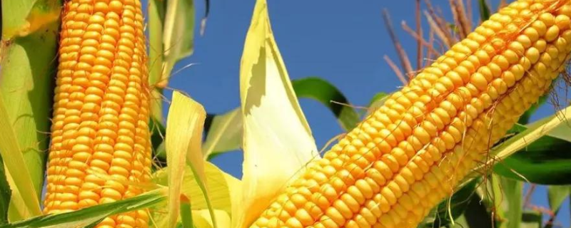 雅玉981玉米种子介绍，注意防治茎腐病和丝黑穗病