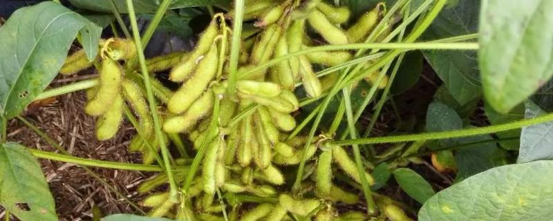 川农夏豆3号大豆种子特征特性，大豆6月中下旬播种