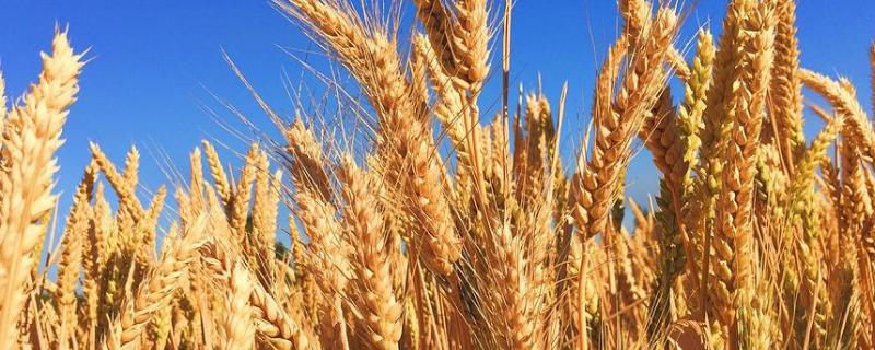 绵麦902小麦种子特征特性，高抗白粉病