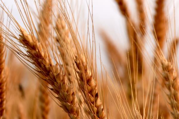 川麦98小麦种子简介，平均全生育期175.5天