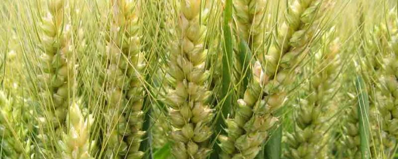 川糯麦1456小麦种简介，属糯小麦品种